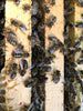 Native Welsh Black Bee Honey | Raw Welsh Honey 227g